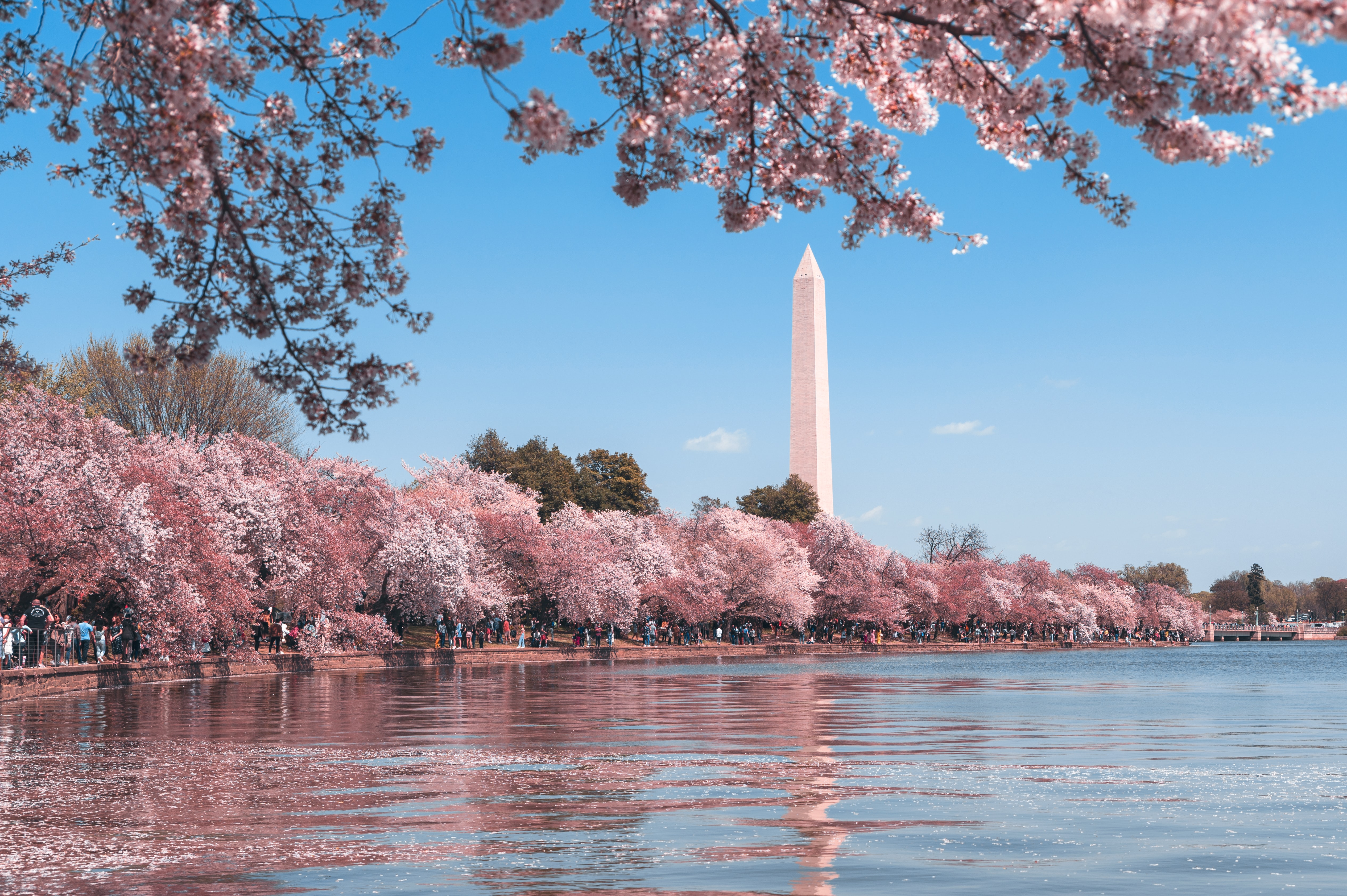 The National Cherry Blossom Festival Your RV Guide by MangoRV